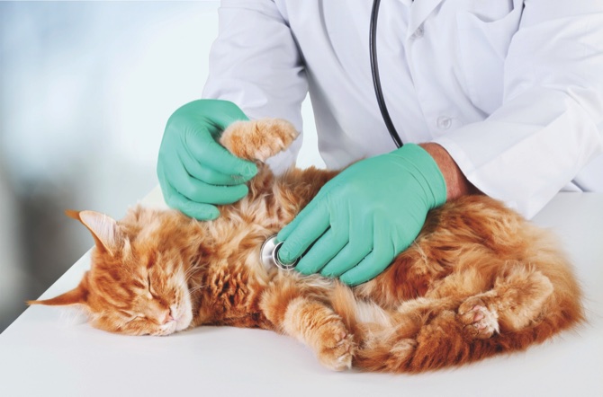 macau-daily-times-ask-the-vet-cat-injury-treatments-macau