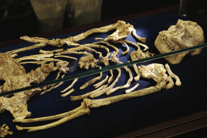 MACAU DAILY TIMES 澳門每日時報The Buzz | Rare skeleton shown of human ...