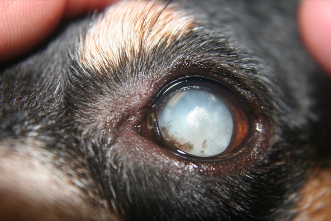 MACAU DAILY TIMES 澳門每日時報Ask the Vet | Signs of cataracts in dogs | MACAU  DAILY TIMES 澳門每日時報
