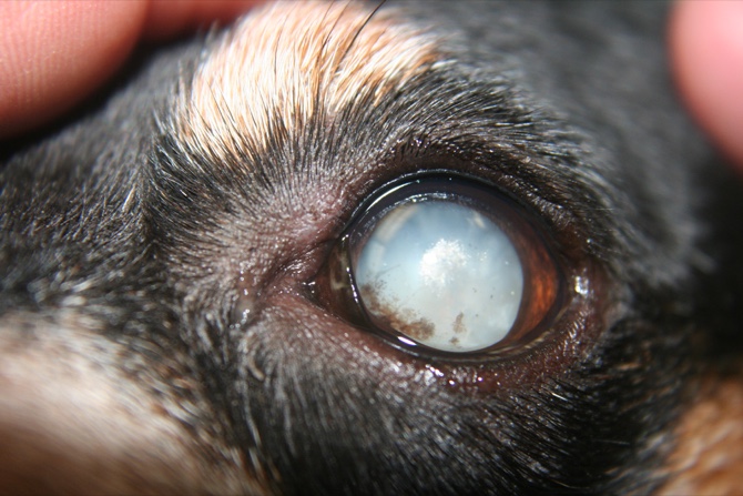 macau-daily-times-ask-the-vet-signs-of-cataracts-in-dogs