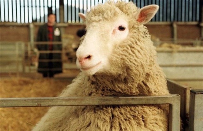 macau-daily-times-this-day-in-history-1997-dolly-the-sheep-is