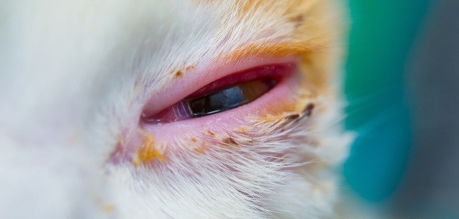 Veterinary Practice: Cat Herpes Virus Eye Treatment
