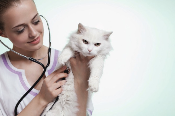 MACAU DAILY TIMES 澳門每日時報 » Ask the Vet Cat neutering side effects