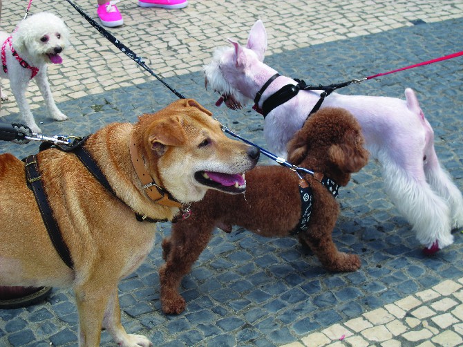 MACAU DAILY TIMES 澳門每日時報 » Animal Protection Law | Local alliance urges